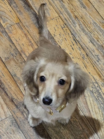 Images ABC's of Dog Training