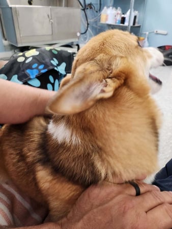 Images Dragonfly Dog Grooming LLC