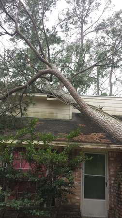 Images TNT Tree Service