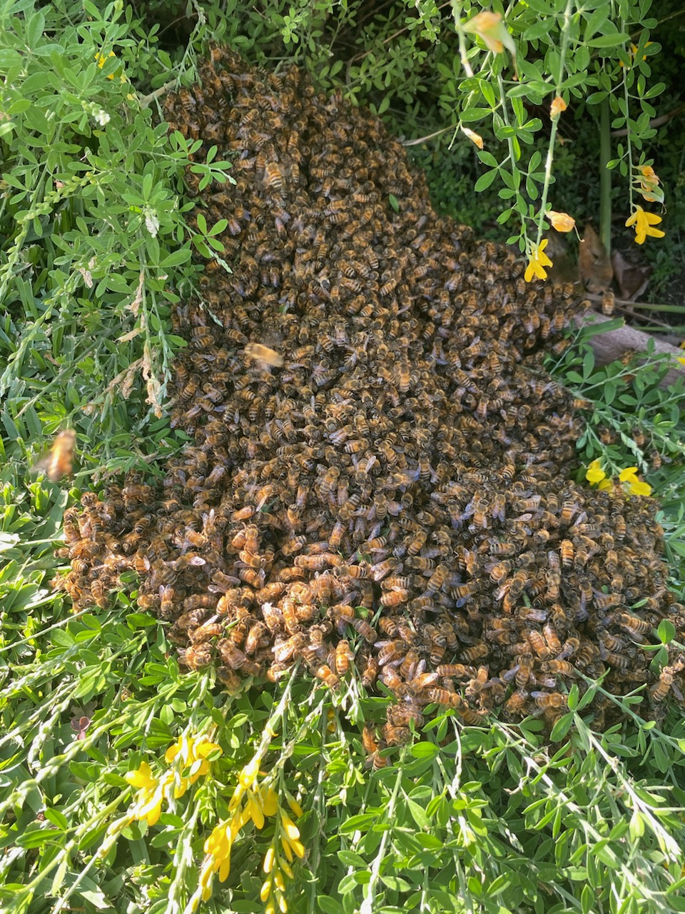 Superior Bee Control - Bee swarm removal 