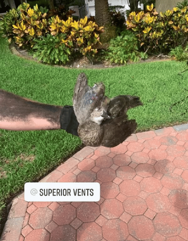 Images Superior Vents
