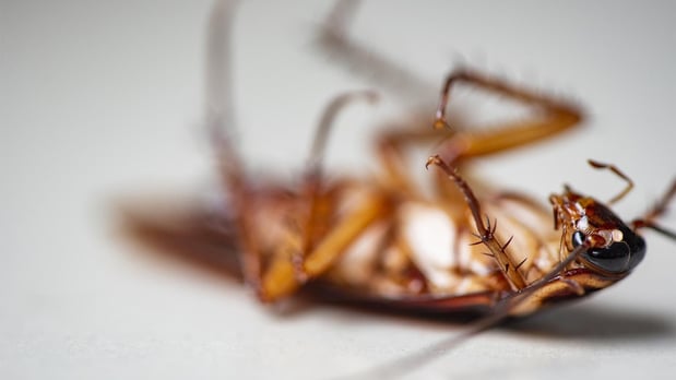 Images B&B Extermination