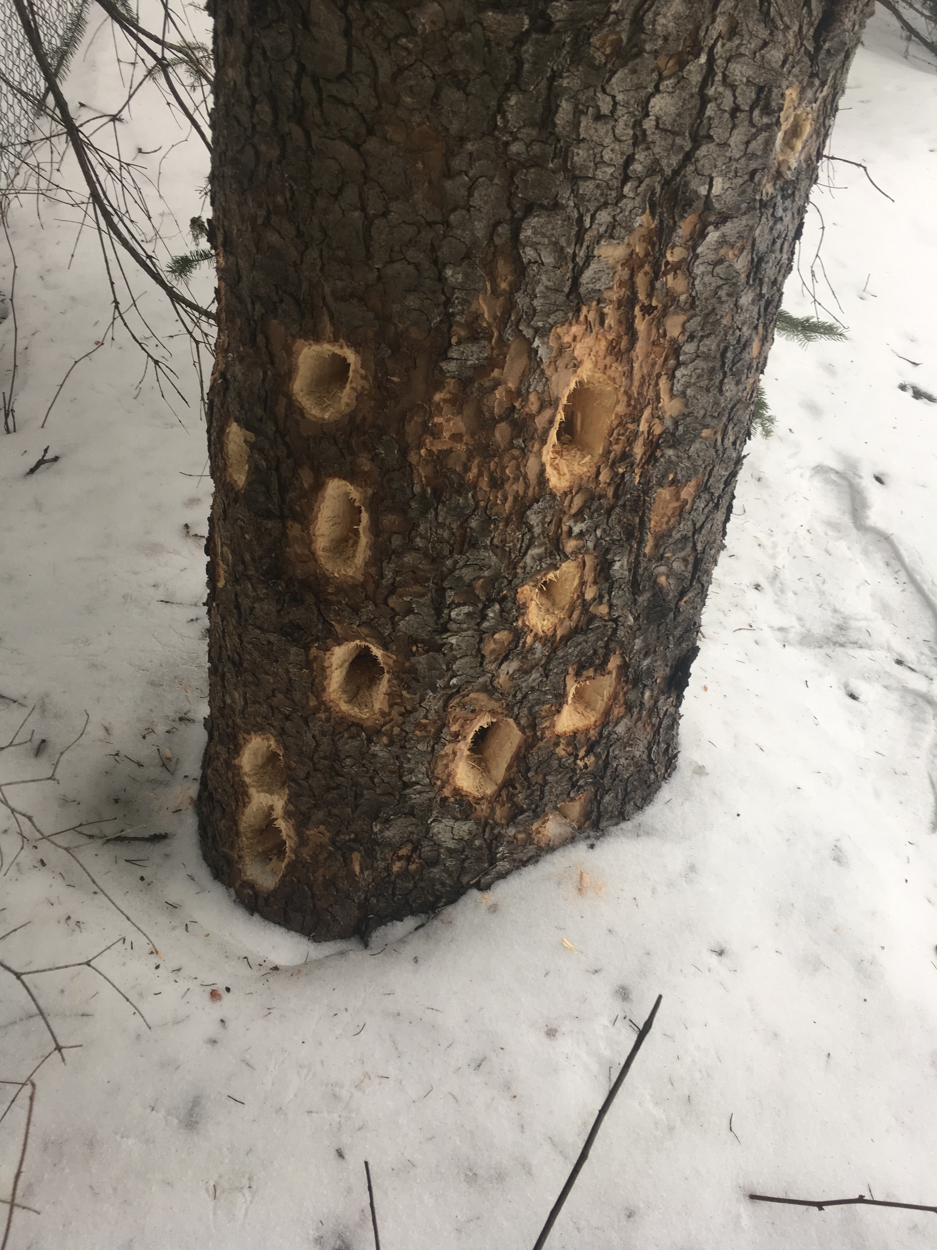 Images Élagage Frère d'Arbres