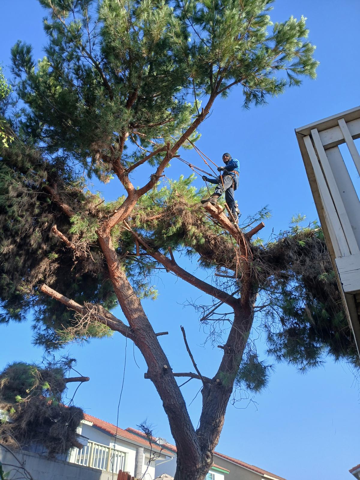Daniel’s Tree Service Image