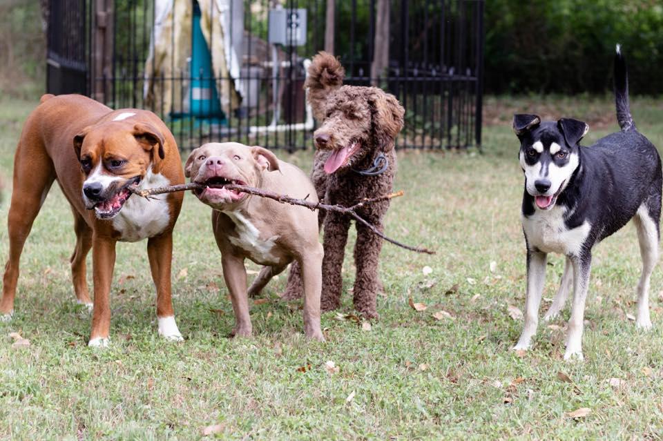 Hoff's Hounds Photo