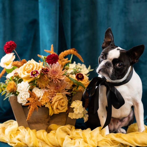 Images Campanula Design Studio Seattle Florist  & Gift Baskets