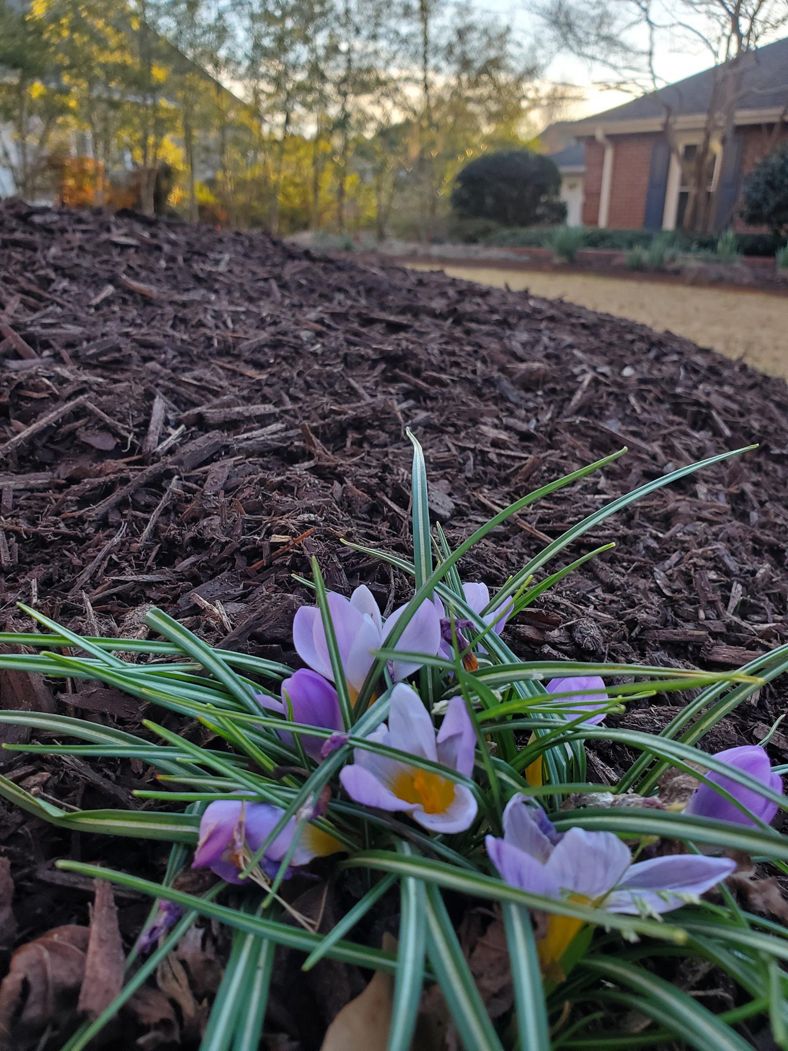 Mulch bed