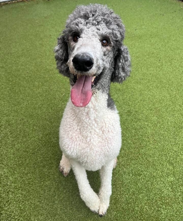 Bed and Biscuit Image