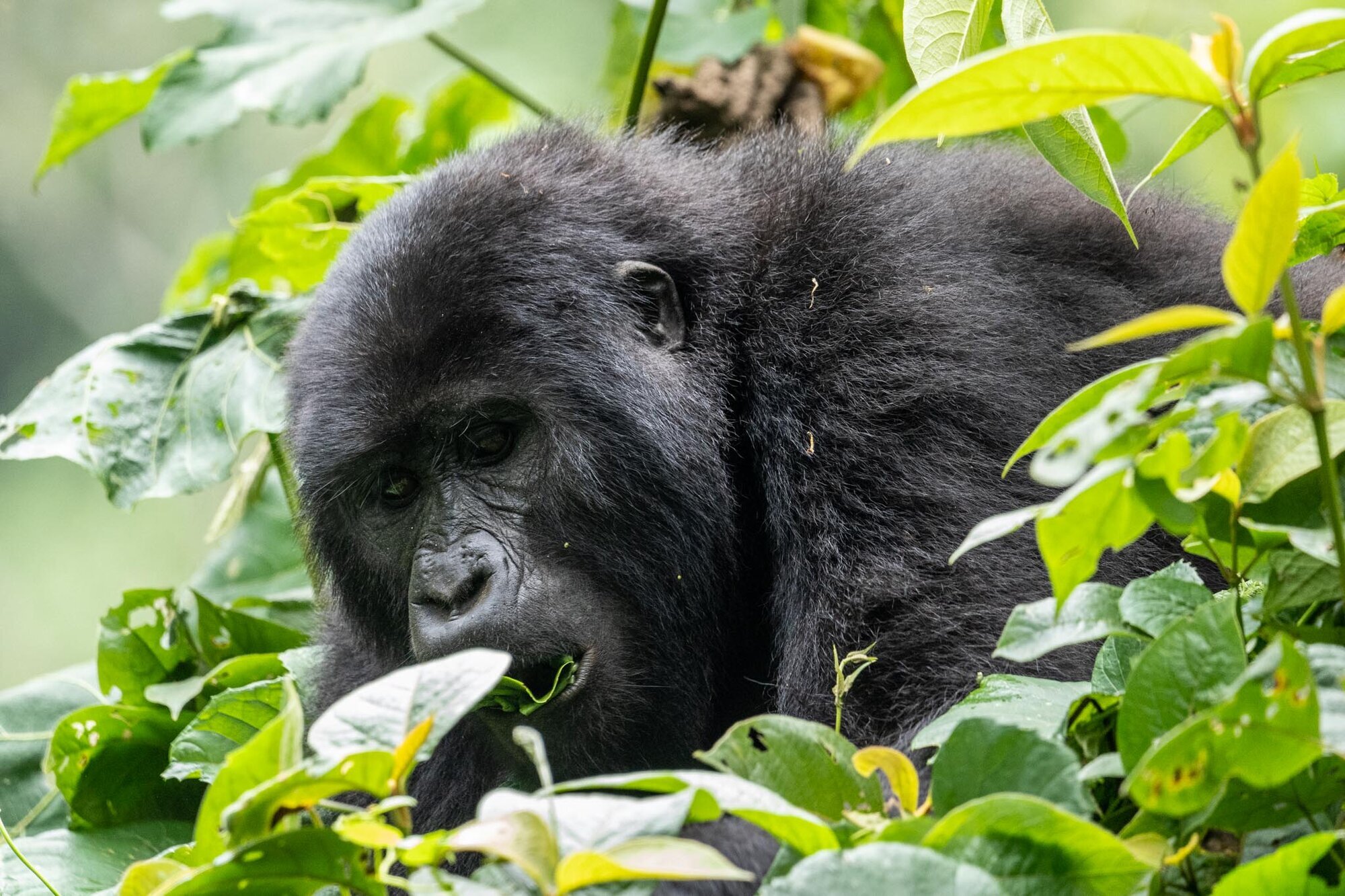 Go n joy Africa, Hönower Straße 35 in Berlin