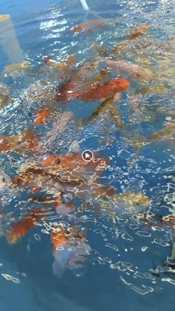 Images Jones Lake Management