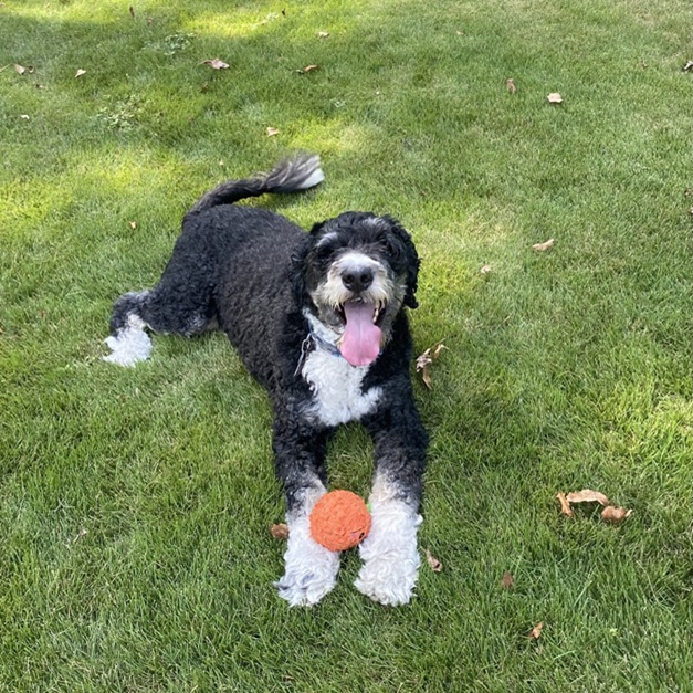 Dog happy to use Invisible Fence® in Tuscaloosa, Alabama