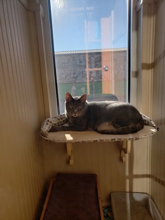 Images VCA Premier Animal Hospital and Pet Resort