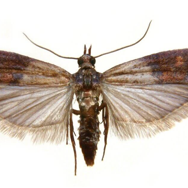 Images Pestco Professional Services