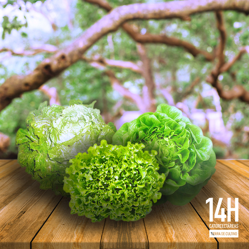 Images Catorcectáreas