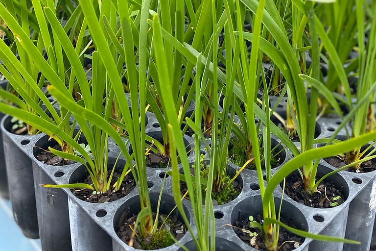 Images Neangar Nursery