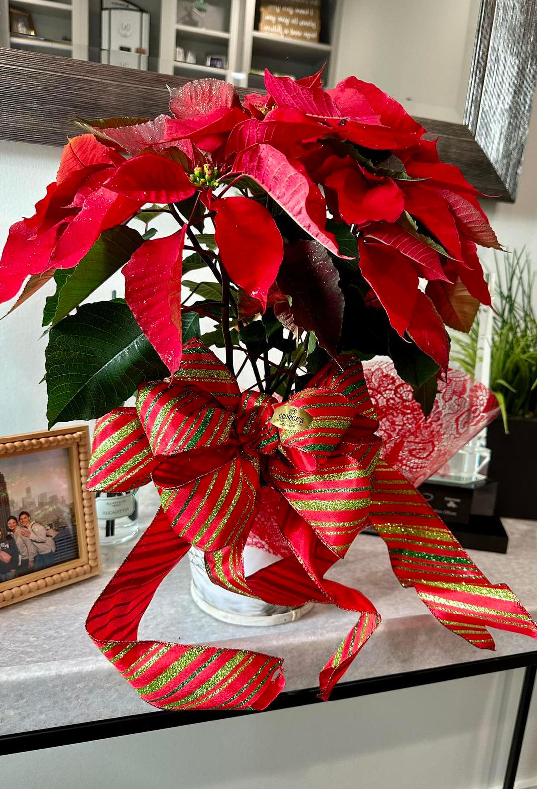 Thank you Grimball Pediatric Dentistry for the beautiful Christmas poinsettia! We have the best neig Jennifer Mabou - State Farm Insurance Agent Sulphur (337)527-0027