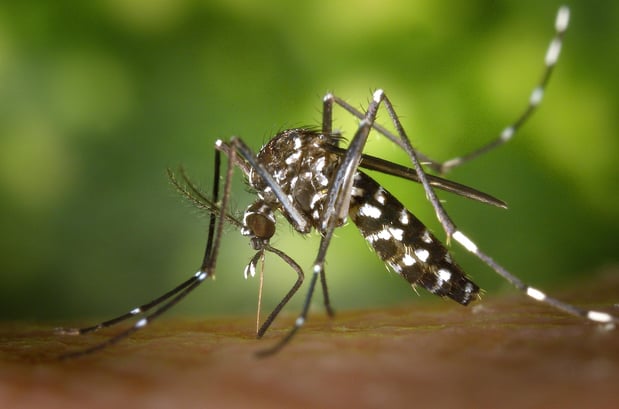 Images Stokes Mosquito and Pest Services