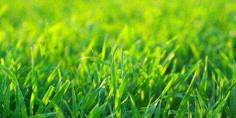 3 Powerful Reasons To Make Lawn Care A Priority Sharp Lawn Inc. Nicholasville (859)253-6688