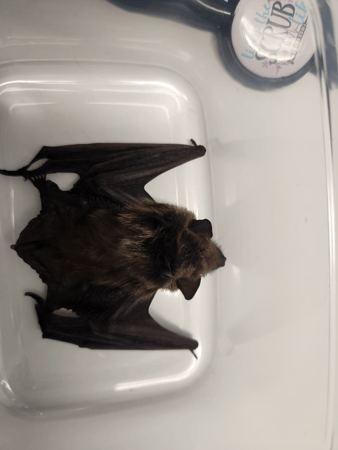 Images VCA Morris Plains Animal Hospital