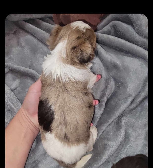 Images Bad, Beautiful & Bossy AKC Yorkies