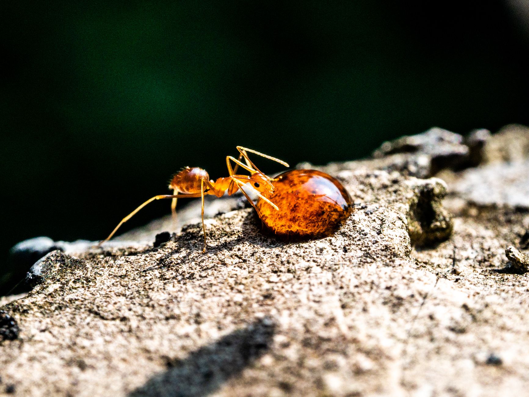 Junior's Pest Control