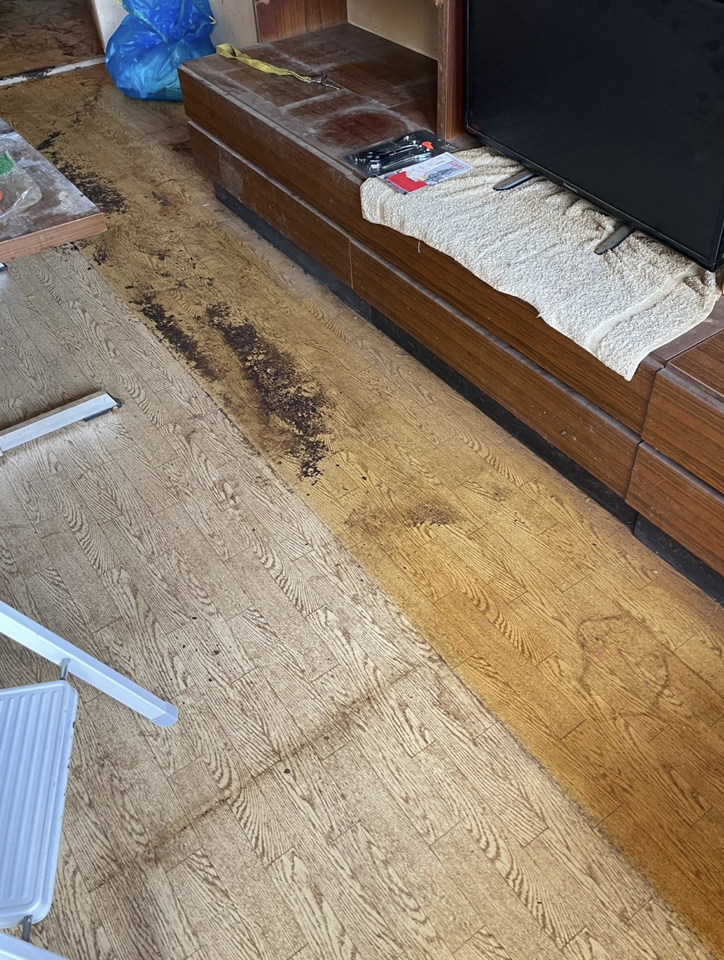 S&E Gebäudereinigung UG (Haftungsbeschränkt), Florian-Geyer-Str. 40 in Dresden