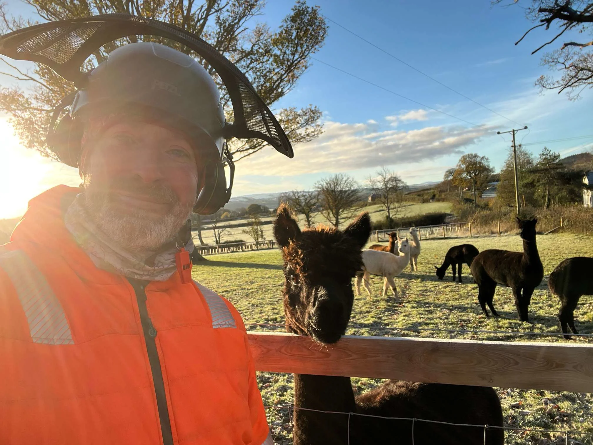 Images Impact Tree Services