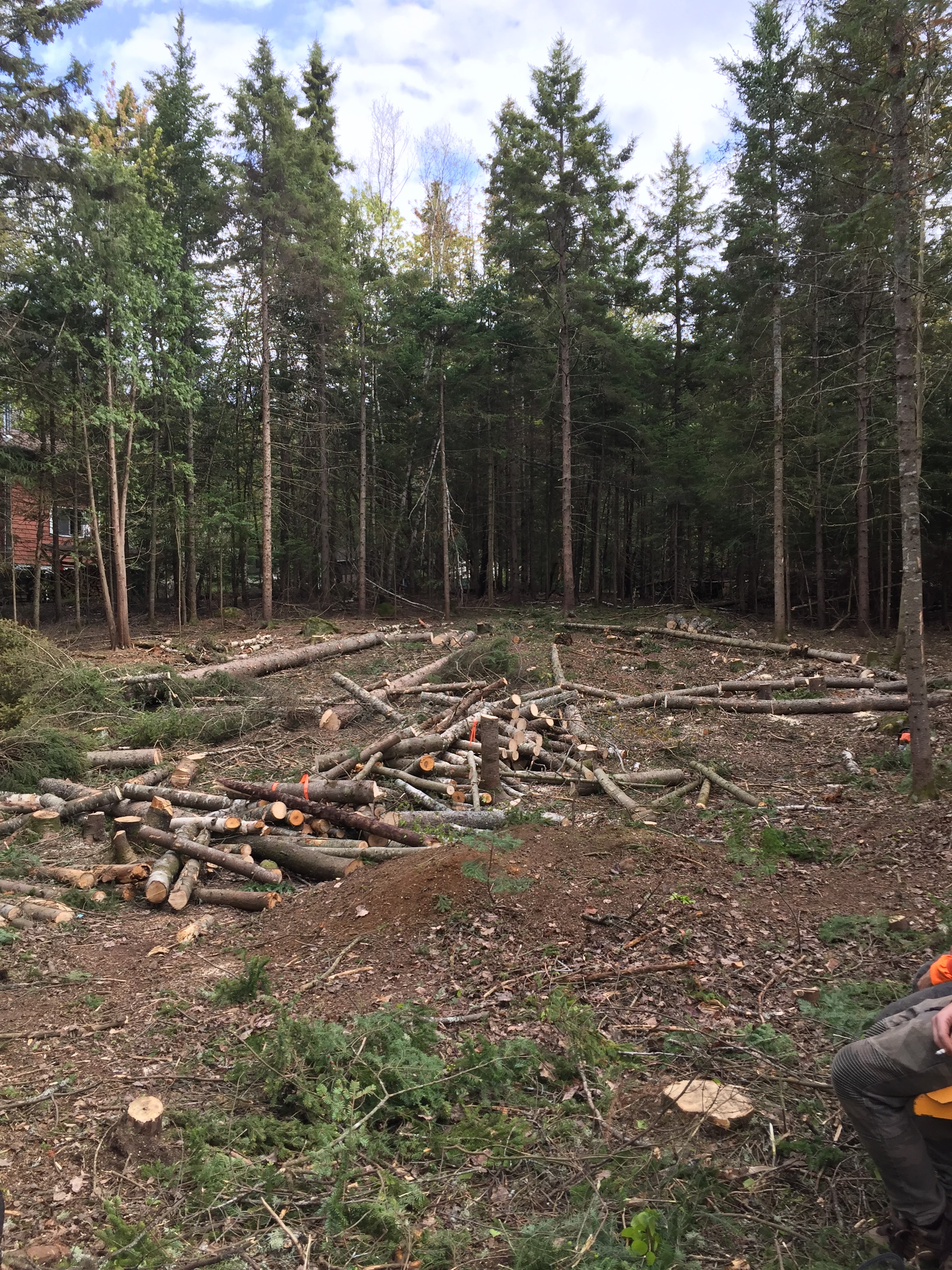 Images Élagage Frère d'Arbres