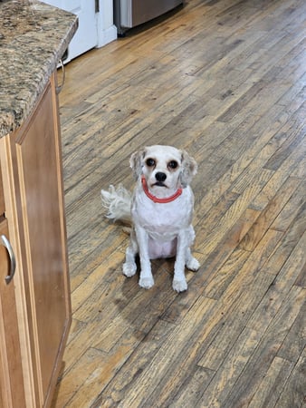 Images ABC's of Dog Training