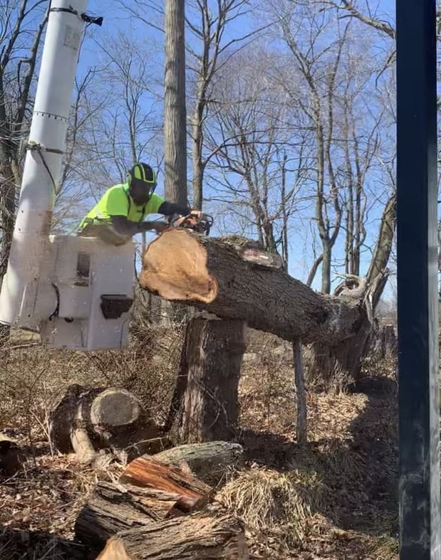 Images Adler Tree & Landscaping Service