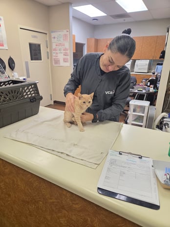Images VCA Eads Animal Hospital