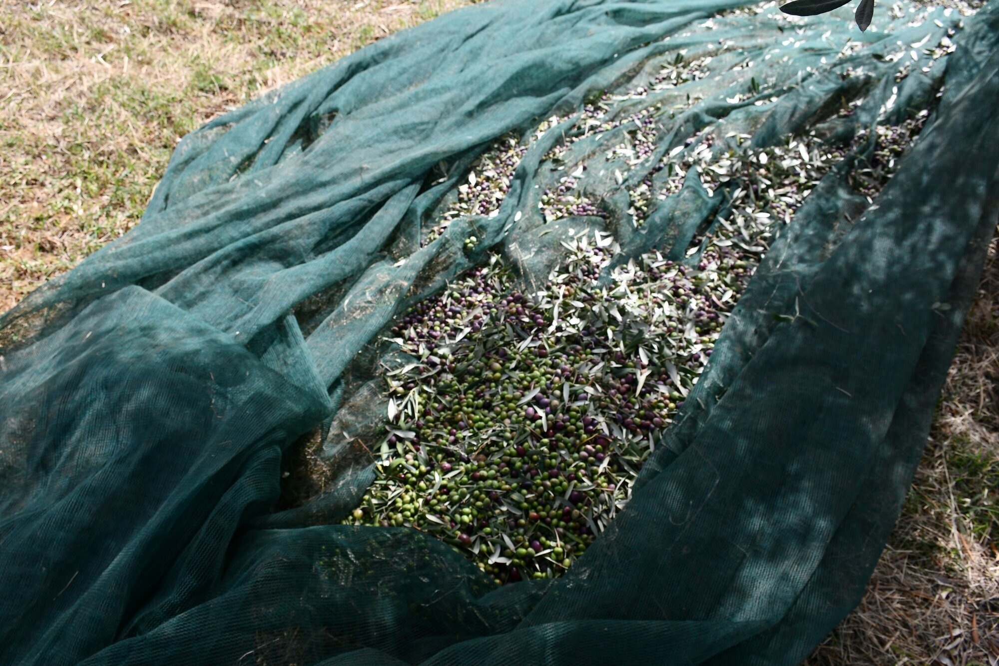 Images AZIENDA AGRICOLA MIRACCO ATANASIO FRANCO