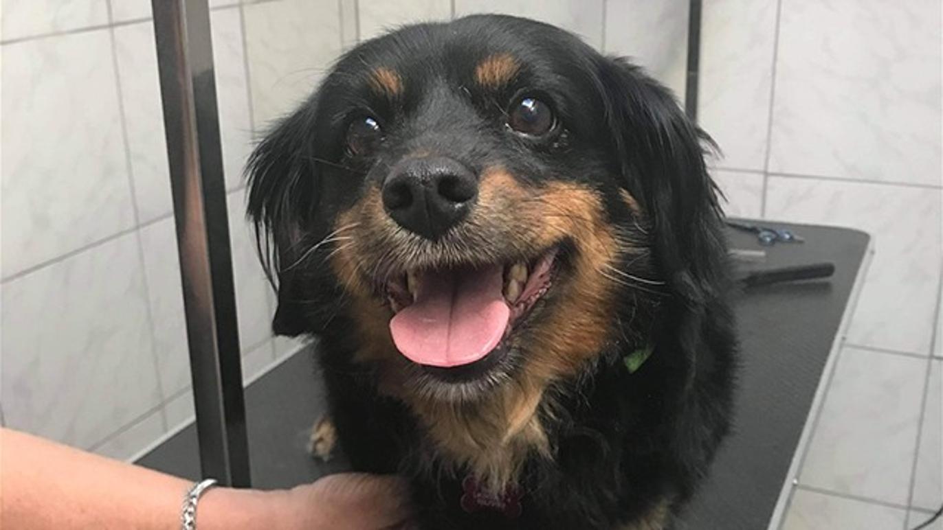 Images Hjallese hundesalon