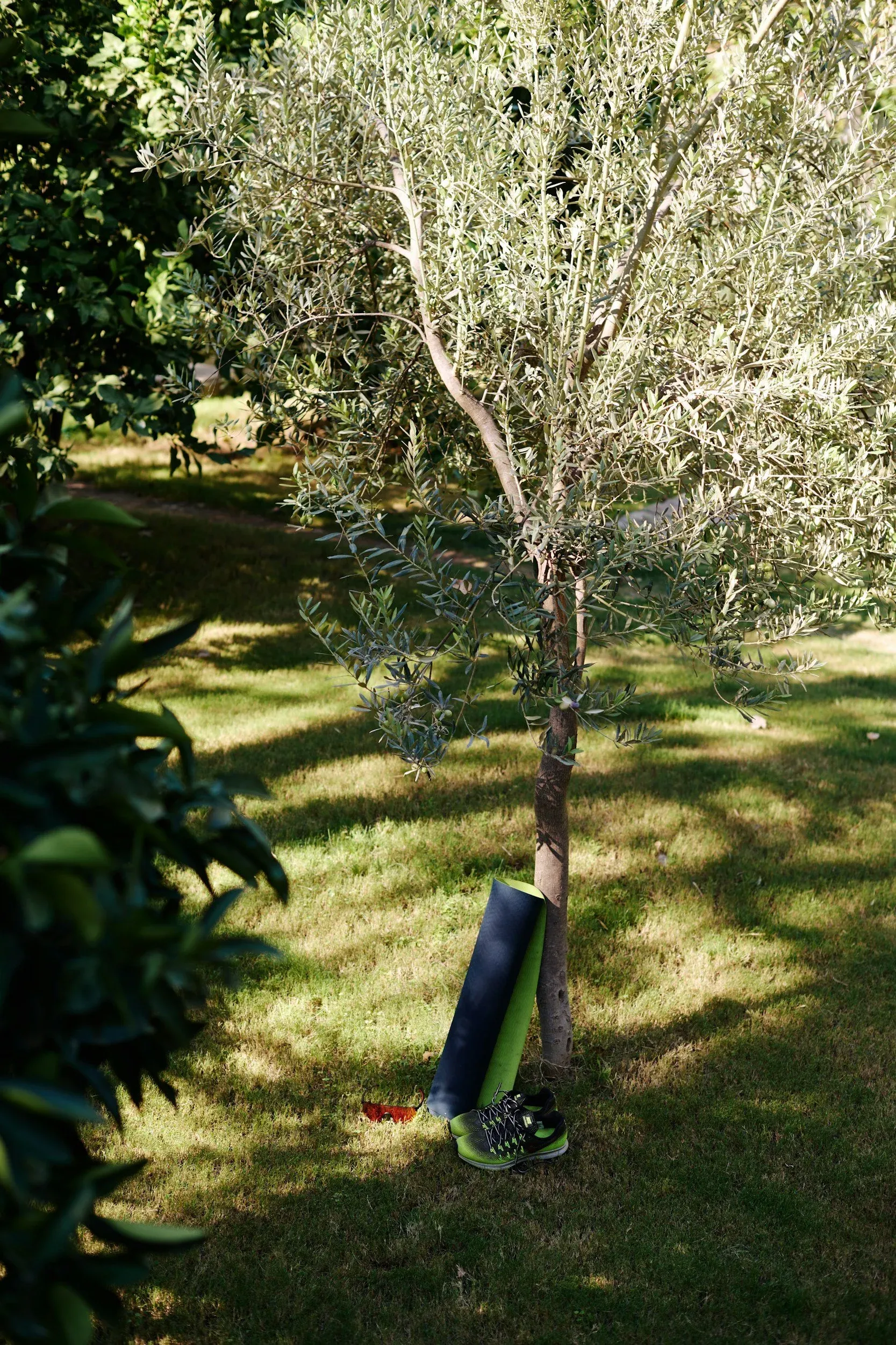 Heartwood Tree and Timber Image