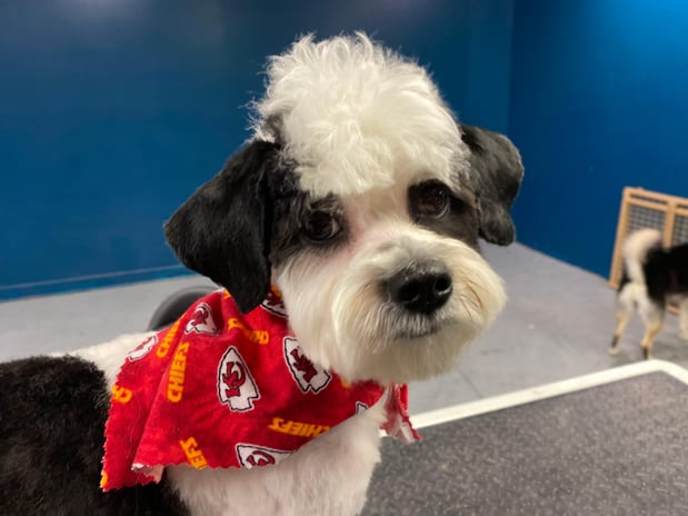 Images Pet, Rinse, Repeat Grooming, Mobile, Salon & Boarding