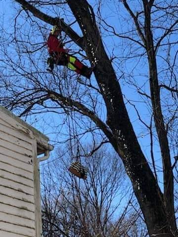 Images 999 Tree Service Louisville KY
