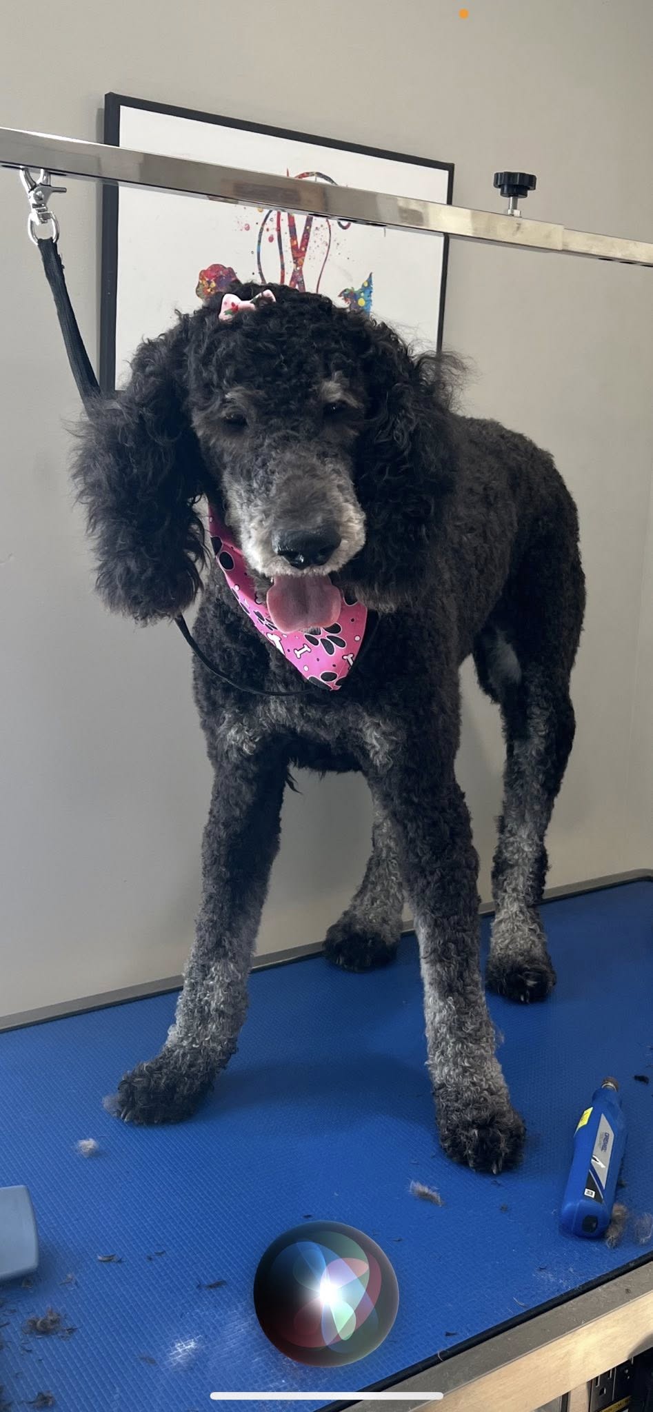 Dog Grooming