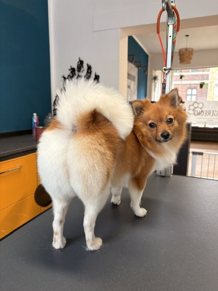 Artgerecht-dogspa, Gereonstraße 10 in Willich