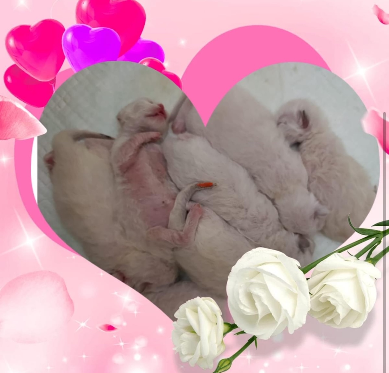 Images Ragdoll RagSweet