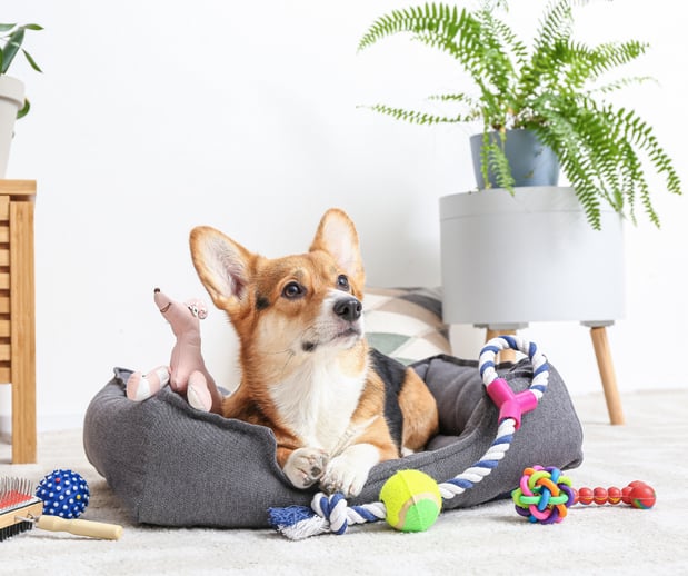 Images Great Outdogs