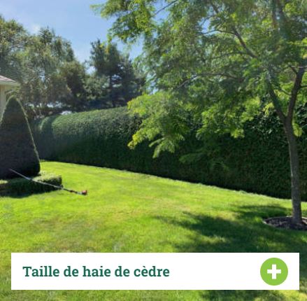 Images Gazon Plus - Tonte et Entretien Paysager