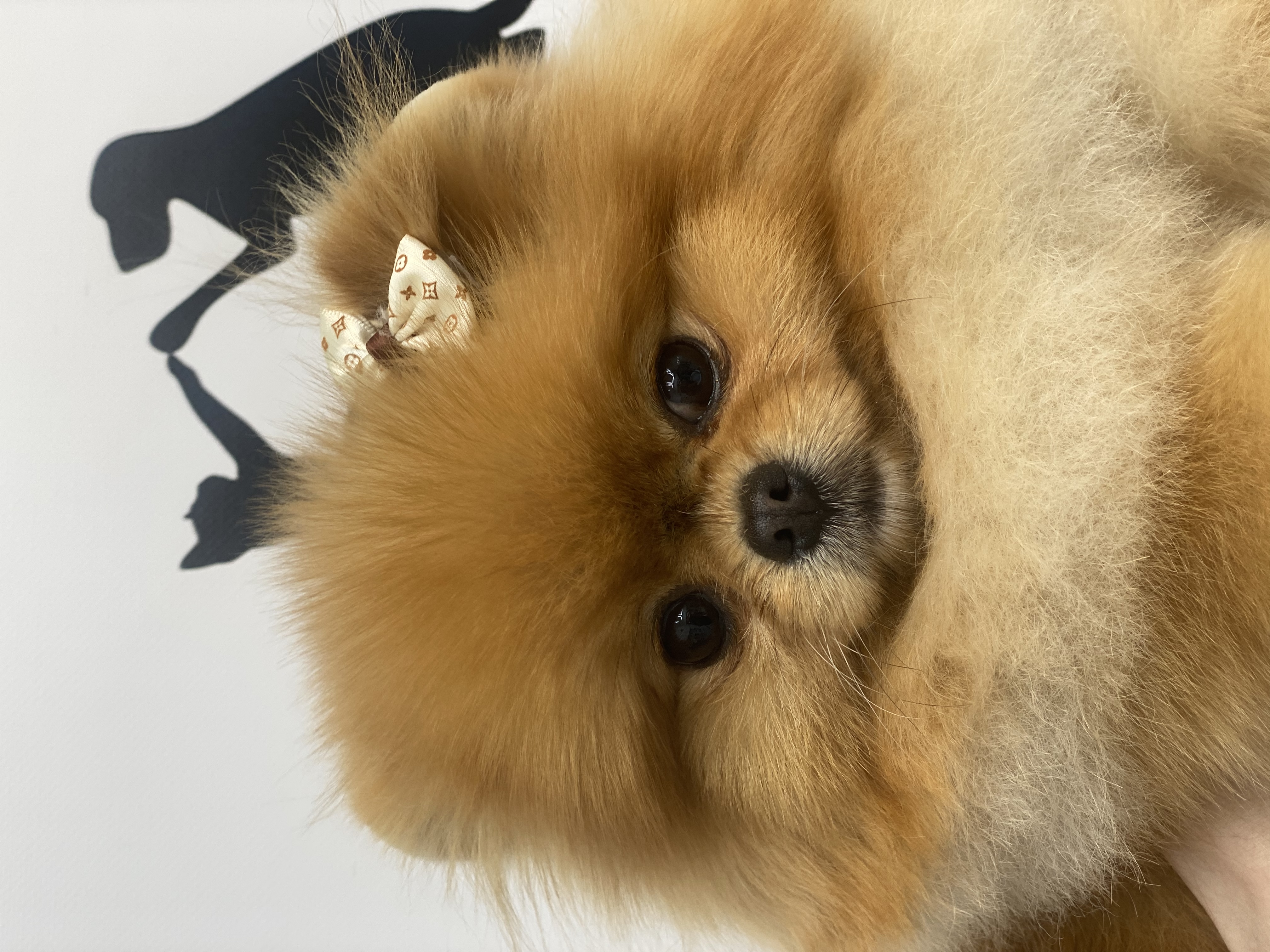 Claudia Franke Dogstyling & School, Münsterstraße 342 in Düsseldorf