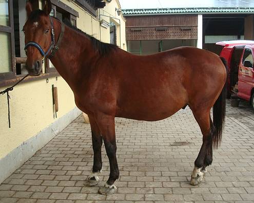 Ruedi Blumer Hufschmied, Groffeldstrasse 6a in Buchs