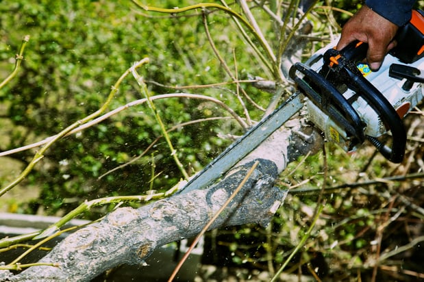 Images Dickson Tree Surgeon