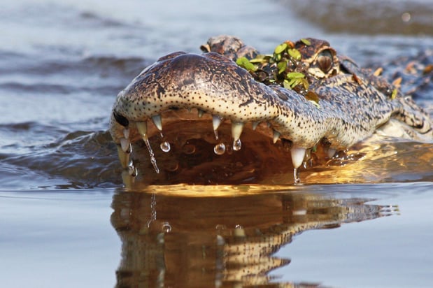 Images Cajun Encounters Tour Company