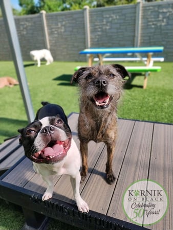 Images Karnik On Black - Dog Daycare, Boarding & Grooming