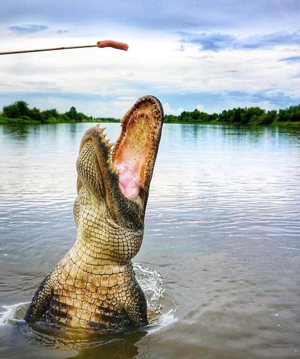 Images Cajun Encounters Tour Company