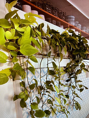 Emilia Mihalydeakpal DaMa Pflanzendesign, Felsplattenstrasse 24 in Basel