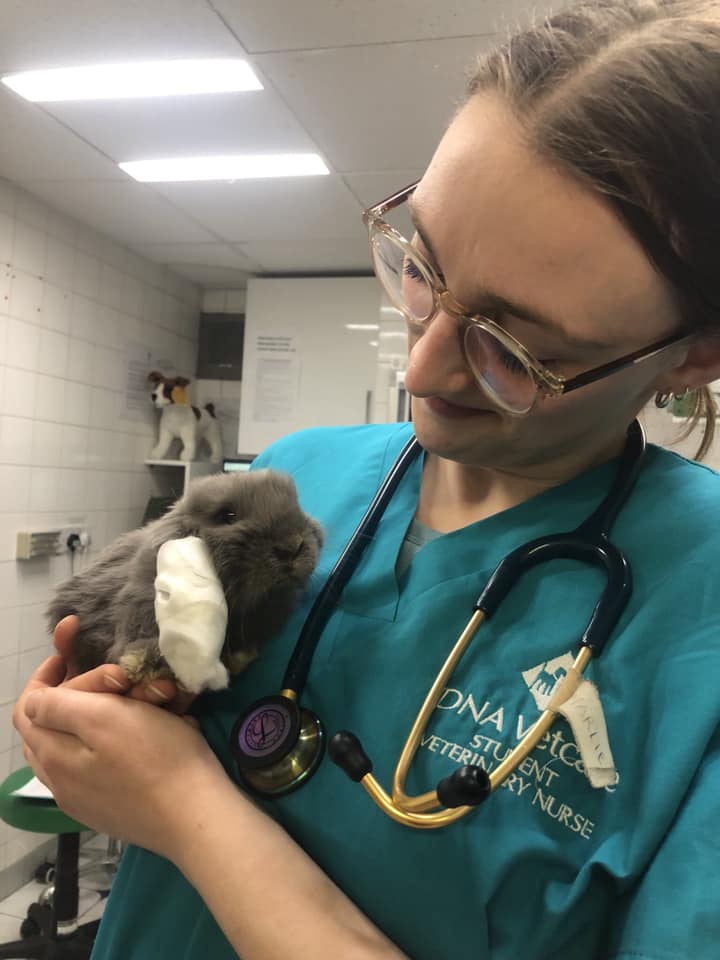 Images Streatham Hill Veterinary Surgery