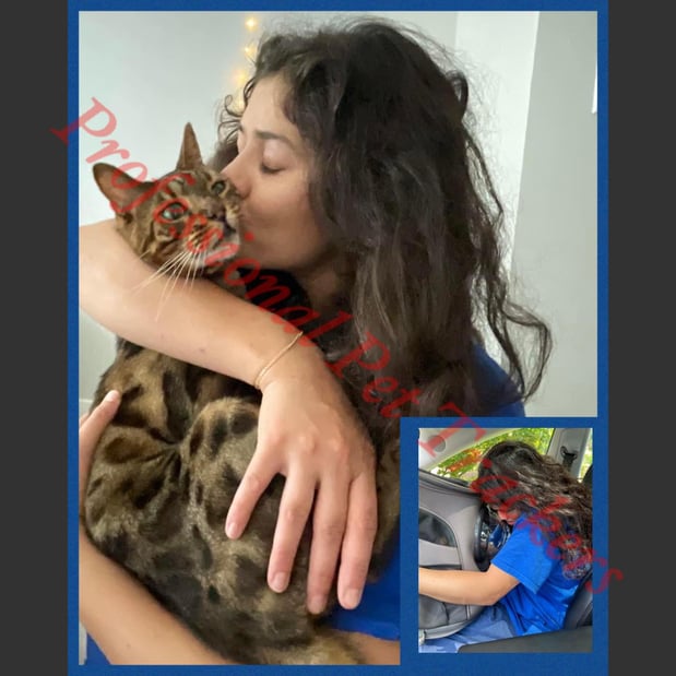 Images Professional Pet Trackers